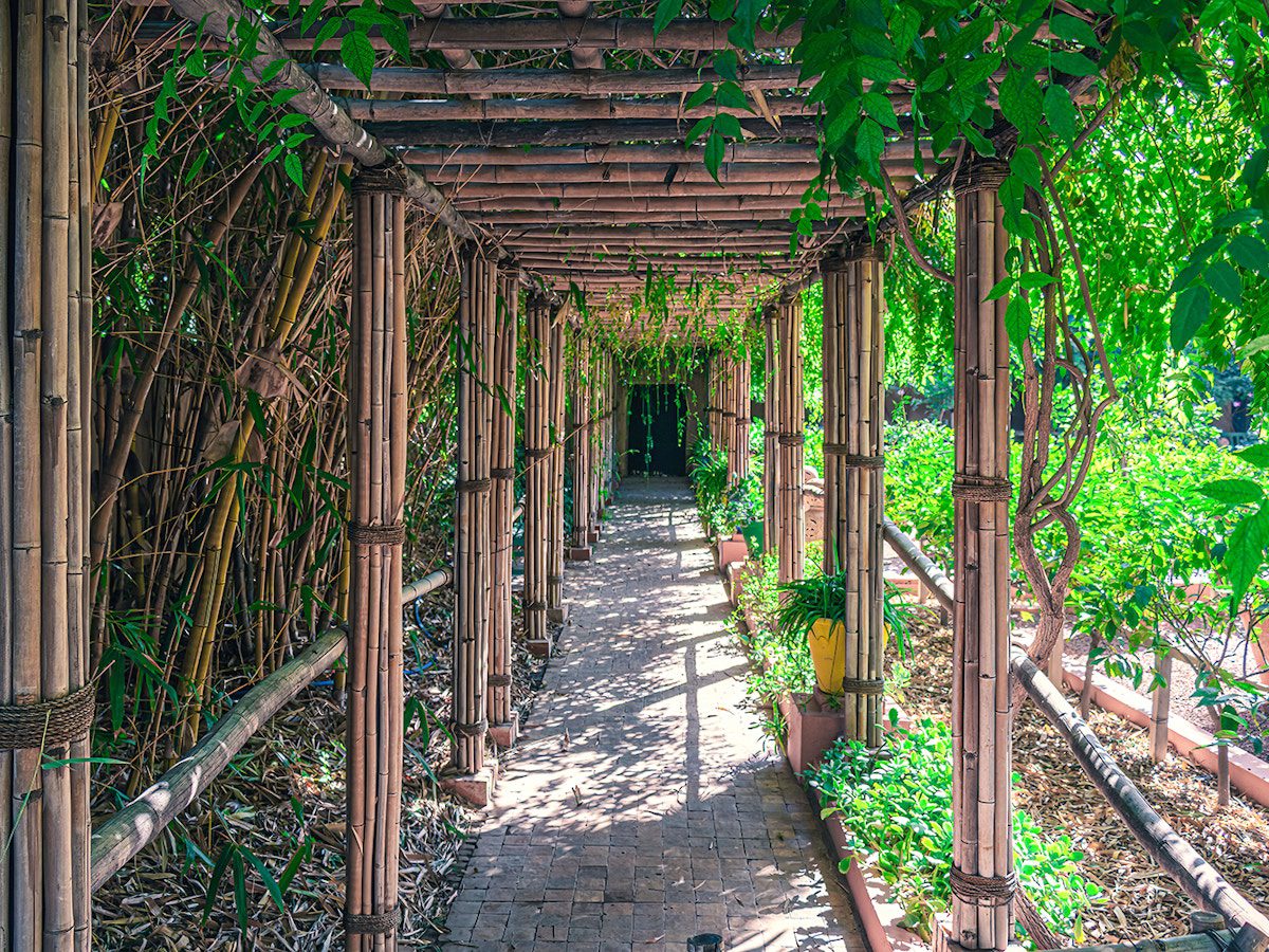 Bamboo path at Jardin Majorelle